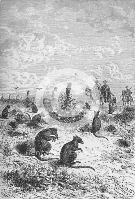 'Bizcachas',  c1885, (1890). Artist: Robert Taylor Pritchett.