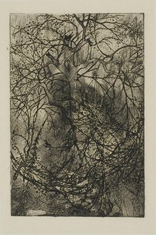 Tree Branches, n.d. Creator: Rodolphe Bresdin.