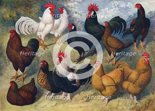 Breeds of poultry, c1903 (c1910). Artist: AF Lydon.