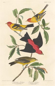 Louisiana Tanager and Scarlet Tanager, 1837. Creator: Robert Havell.