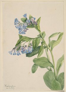 Virginia Bluebells (Mertensia virginica), 1919. Creator: Mary Vaux Walcott.