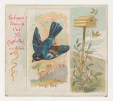 Indigo Bird, from the Song Birds of the World series (N42) for Allen & Ginter Cigarettes, ..., 1890. Creator: Allen & Ginter.