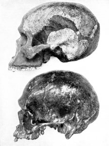 Skull of Piltdown Man (Eanothropus daswoni), 1912. Artist: Unknown