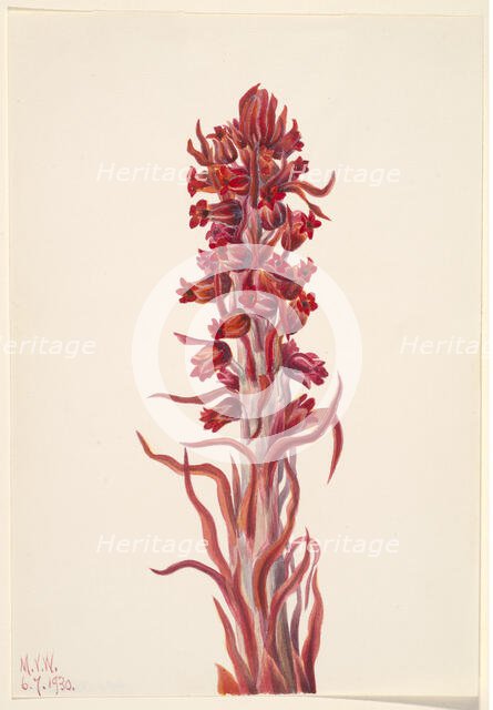 Snow Plant (Sarcodes sanguinea), 1930. Creator: Mary Vaux Walcott.