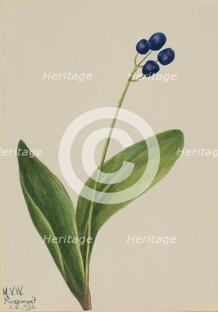 Blue Bead (Clintonia borealis), 1932. Creator: Mary Vaux Walcott.