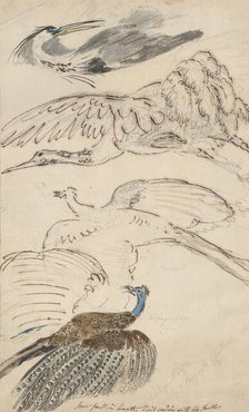 Four drawings of birds in flight, c1770-1810. Creator: Philip Reinagle.