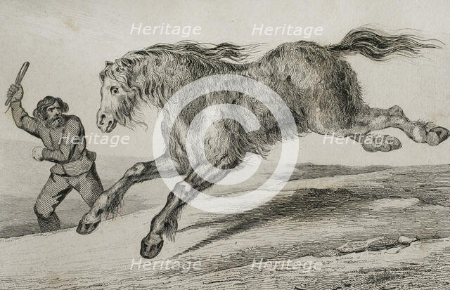 Siberian horse with winter coat, 1839. Creator: Augustin François Lemaitre.