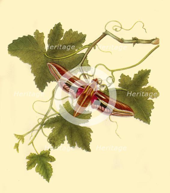 'Silver Stripe Hawk Moth: Sphinx celerio', 1797, (1945).  Creator: Edward Donovan.