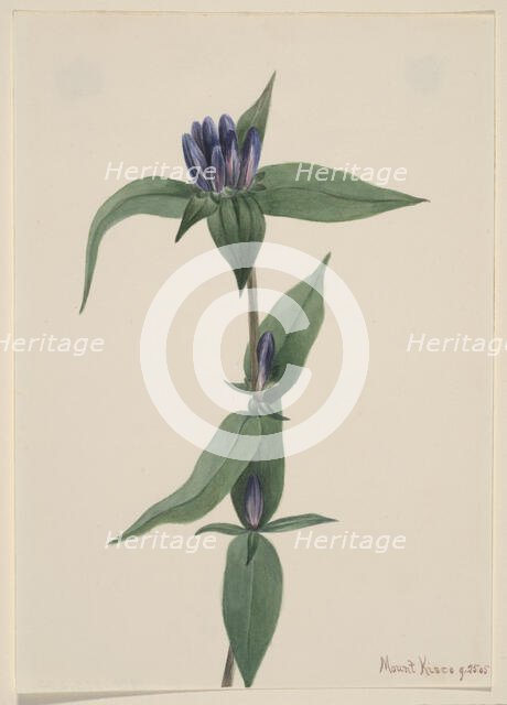 Bottle Gentian (Gentiana saponaria), 1905. Creator: Mary Vaux Walcott.