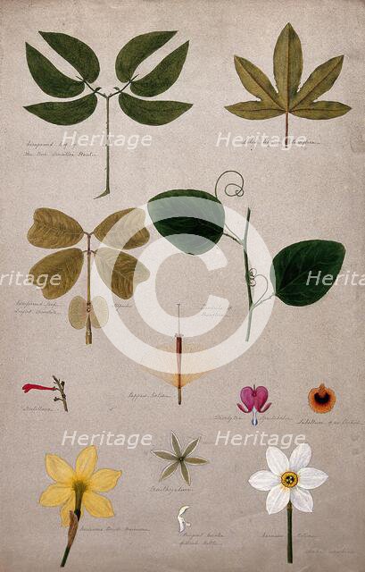 Various leaf forms and flower parts, c1900. Creator: Isabel Sawkins.