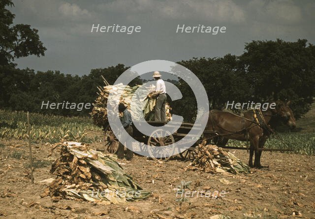 Taking Burley tobacco in from the fields after it had been cut...Russell Spears' farm, Ky., 1940. Creator: Marion Post Wolcott.