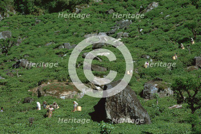 Tea-pickers in Sri Lanka. Artist: CM Dixon Artist: Unknown