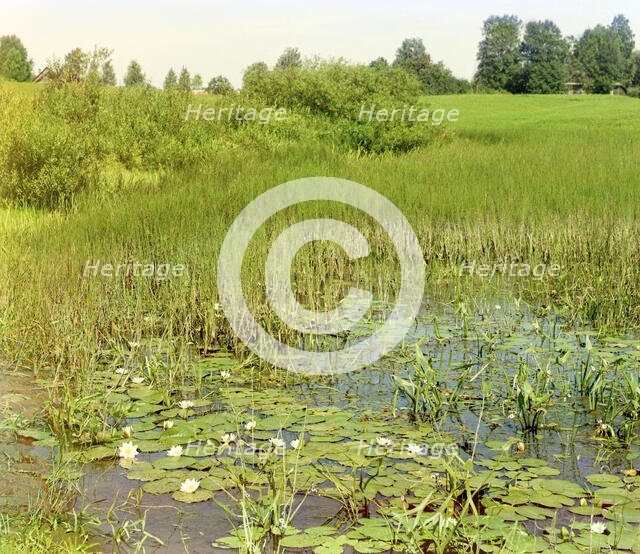 Study of the Ustye River near Borisoglebsk, 1911. Creator: Sergey Mikhaylovich Prokudin-Gorsky.