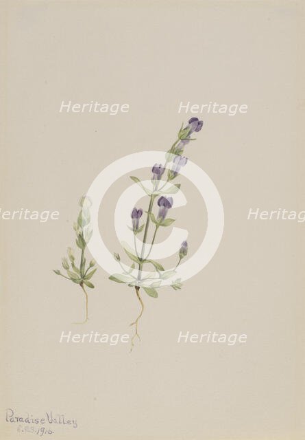 Gentiana propingua, 1916. Creator: Mary Vaux Walcott.