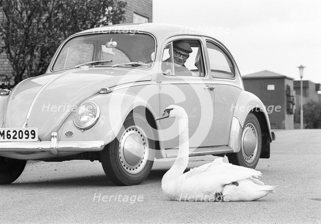 A swan sitting in the road next to a Volkswagen Beetle, Borstahusen, Landskrona, Sweden, 1965. Artist: Unknown