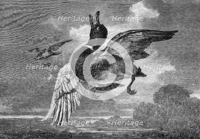 "The Stricken Mallard" - painted by George Lance - from the Exhibition of the British Institution, 1 Creator: Mason Jackson.