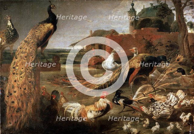 'Crow in Peacock's Fathers', c1615-1690. Artist: Pauwel de Vos