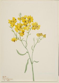 Psilostrophe sparsiflora, 1938. Creator: Mary Vaux Walcott.