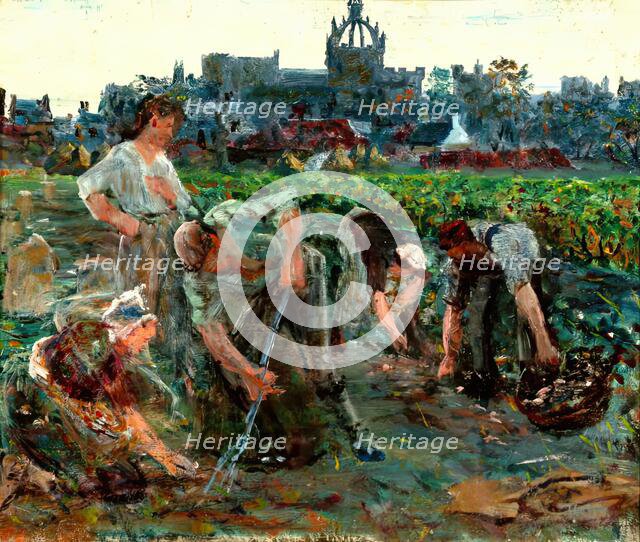 Potato Diggers, Kings College, c1900s. Creator: George Sherwood Hunter.