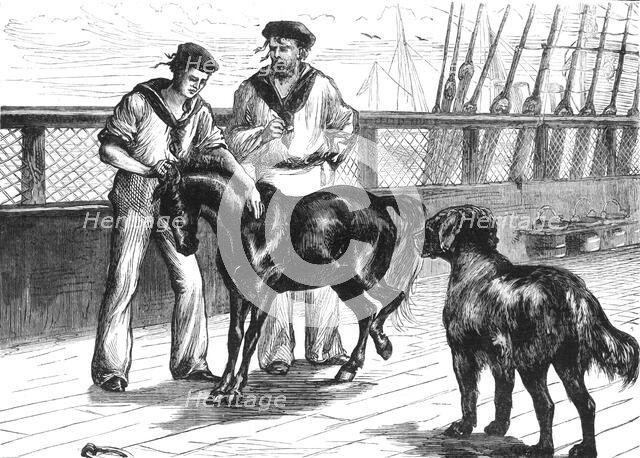'On Board The "Serapis": The Pony and Thibet Mastiff', c1891. Creator: James Grant.
