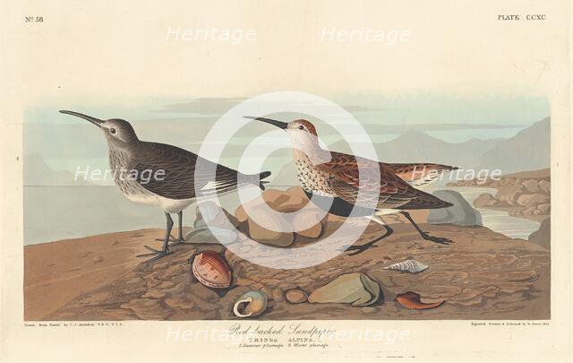 Red-backed Sandpiper, 1836. Creator: Robert Havell.