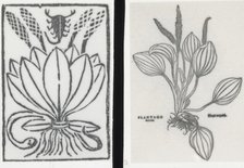 Reproduction of print showing Plantago plant, between 1915 and 1925. Creator: Frances Benjamin Johnston.