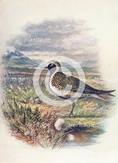 'Golden Plover - Charad'rius pluvia'lis', c1910, (1910). Artist: George James Rankin.