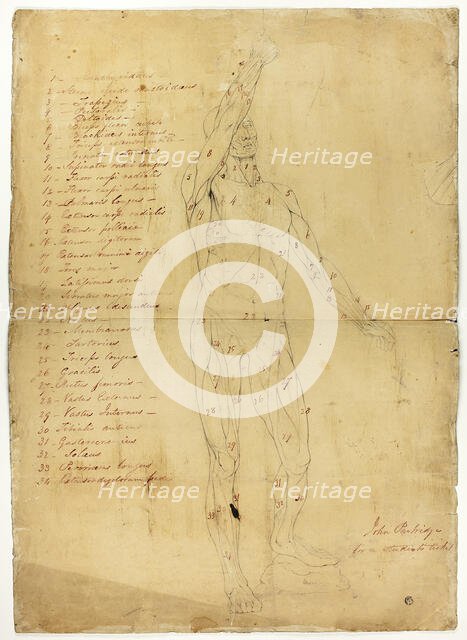 Male Ecorché, c. 1810. Creator: John Partridge.