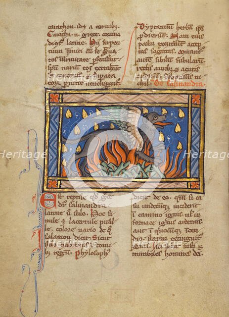 A Salamander; Bestiary, about 1270. Creator: Unknown.