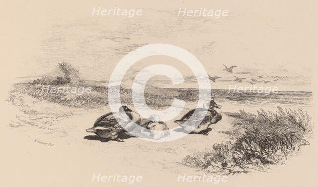 Canards Sauvages. Creator: Karl Bodmer.