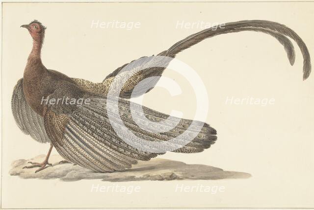 Argus Pheasant, c.1780-c.1842. Creator: Pieter Bartholomeusz. Barbiers.