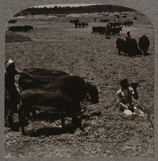 'Oxen treading corn', c1900. Artist: Unknown.