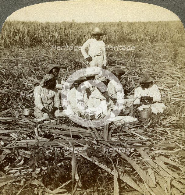 On 'La Union' sugar plantation, San Luis, Santiago Province, Cuba, 1899.  Artist: Underwood & Underwood