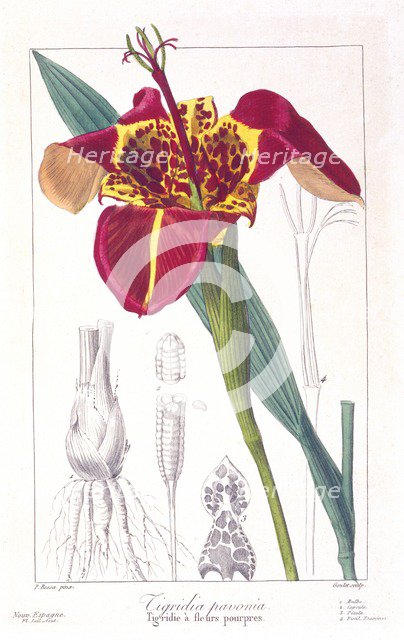 Tiger Flower or Peacock Flower,  pub. 1836. Creator: Panacre Bessa (1772-1846).