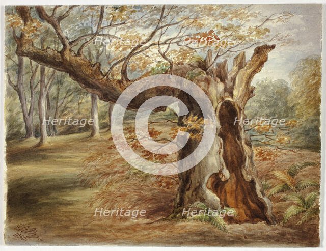 Rotting Tree, 1850. Creator: Elizabeth Murray.
