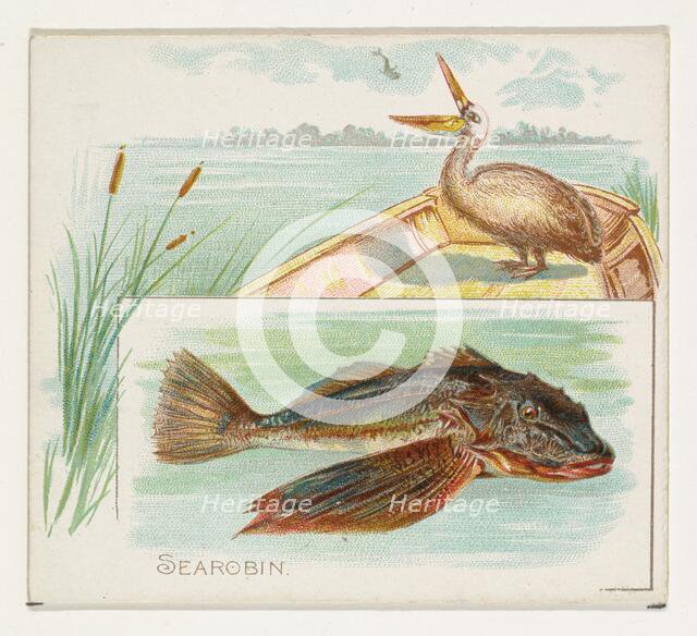 Searobin, from Fish from American Waters series (N39) for Allen & Ginter Cigarettes, 1889. Creator: Allen & Ginter.