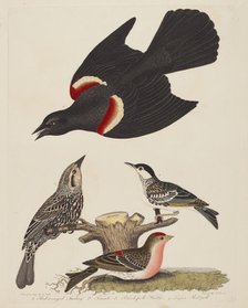 Red-winged Starling, Female Red-winged Starling, Black-poll Warbler, and Lesser...,pub.1808-1814. Creator: Alexander Lawson.