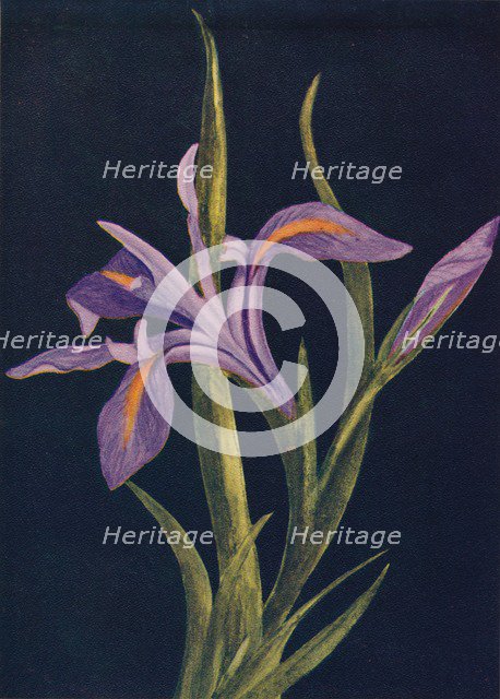 'Ground Iris',  c1915, (1915). Artist: Emma Graham Clock.