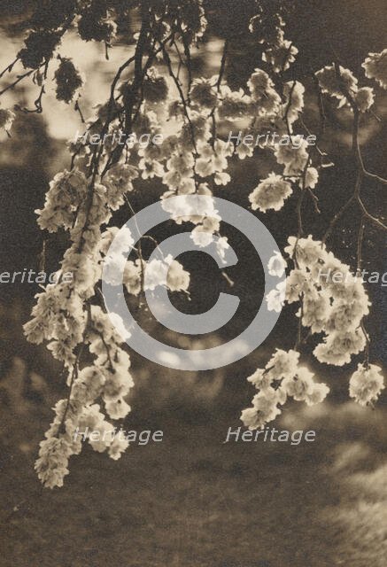 Elm blossom, c1930s. Creator: Henry Edward Gaze.