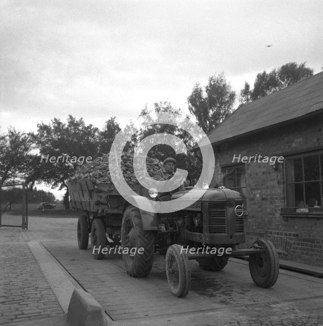 Bringing a load of sugar beet to the sugar mill in Arlöv, Scania, Sweden, c1940s(?). Artist: Otto Ohm