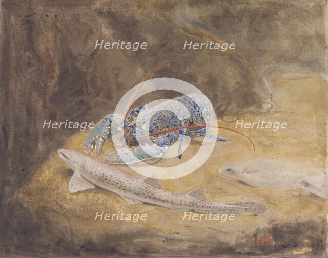 Aquarium with three North Sea fish: lobster, dogfish and plaice, c.1876-c.1924. Creator: Gerrit Willem Dijsselhof.