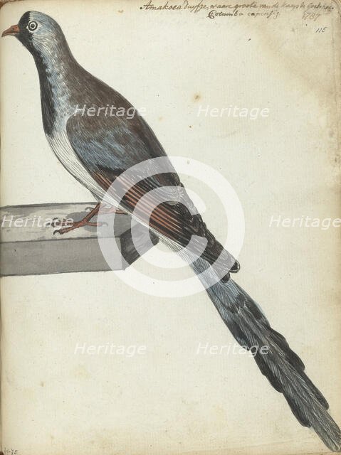 Cape pigeon, 1787. Creator: Jan Brandes.