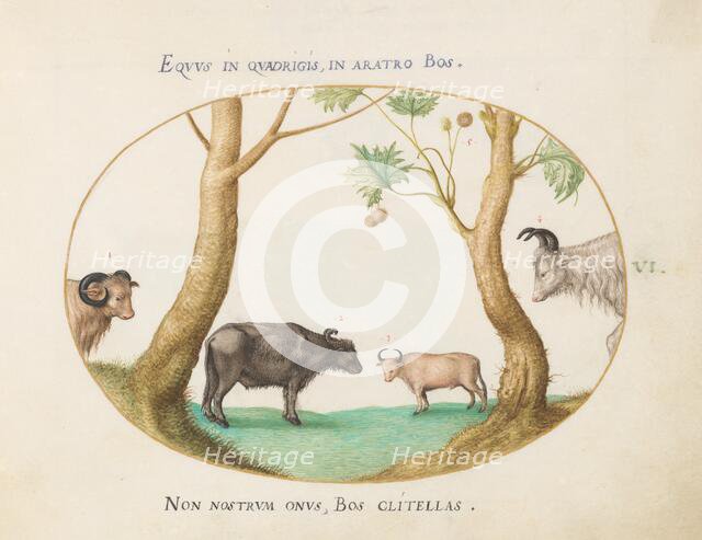 Animalia Qvadrvpedia et Reptilia (Terra): Plate VI, c. 1575/1580. Creator: Joris Hoefnagel.