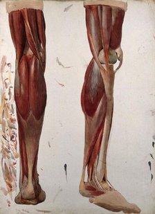 Two dissections showing the muscles of the leg, (1833?). Creator: Johann Conrad Zeller.