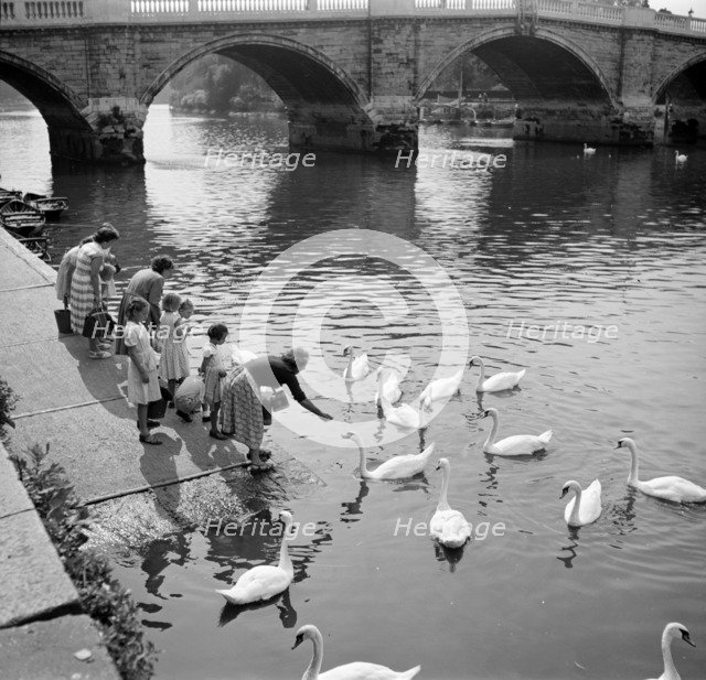 Feeding swans beside Richmond Bridge, London, c1945-c1965. Artist: SW Rawlings