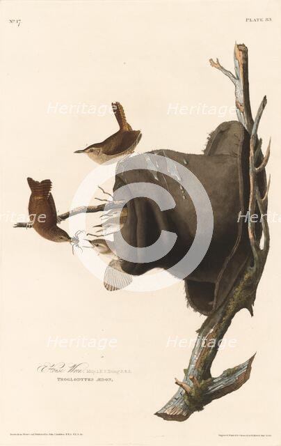 House Wren, 1830. Creator: Robert Havell.