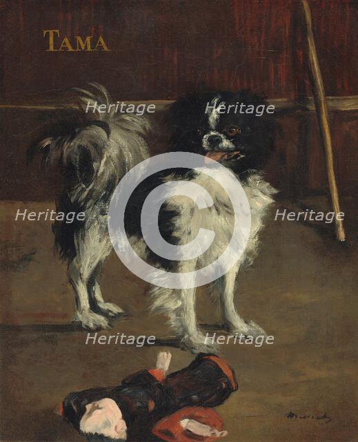 Tama, the Japanese Dog, c. 1875. Creator: Edouard Manet.
