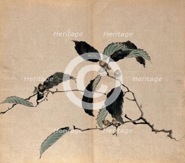 Japanese oak (Quercus mongolica): tree branch with acorns. Creator: Unknown.