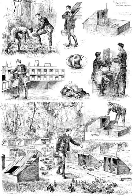 Rearing Pheasants: sketches at the Duke of Norfolk’s Pheasantry at Angmering Park, Sussex, 1890. Creator: Carl Hentschel.