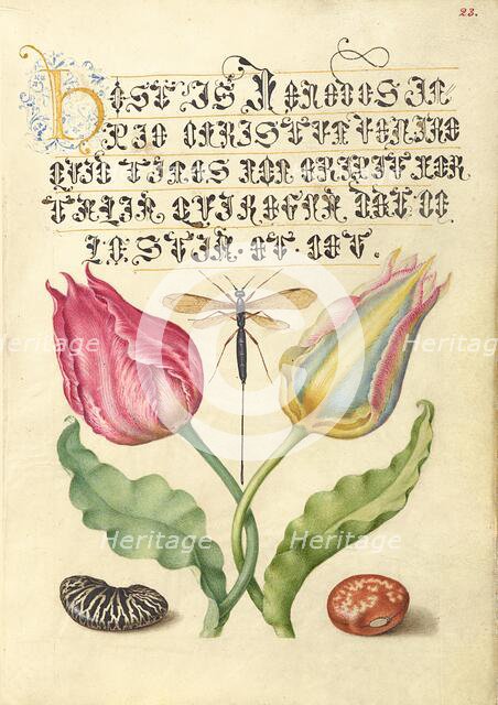 Gesner'sTulip, Ichneumon Fly, Kidney Bean, and Scarlet Runner Bean, 1561-2; illumination 1591-6. Creator: Joris Hoefnagel.